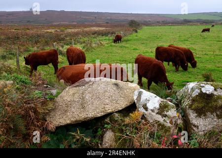 Uomini-un-Tol e mucche Foto Stock