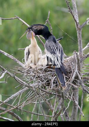 Anhinga (Anhinga anhinga) maschio che alimenta i pulcini nel nido, High Island, Texas, USA. Foto Stock