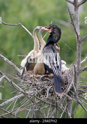 Anhinga (Anhinga anhinga) maschio che alimenta i pulcini nel nido, High Island, Texas, USA. Foto Stock