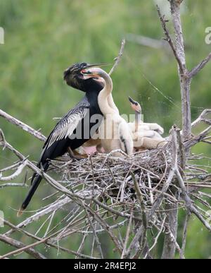 Anhinga (Anhinga anhinga) maschio che alimenta i pulcini nel nido, High Island, Texas, USA. Foto Stock