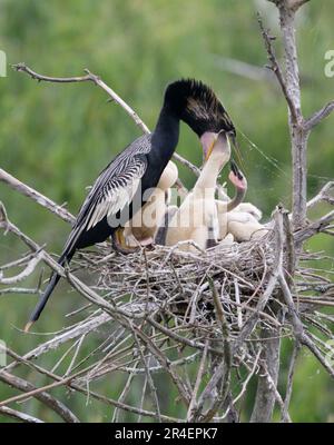 Anhinga (Anhinga anhinga) maschio che alimenta i pulcini nel nido, High Island, Texas, USA. Foto Stock