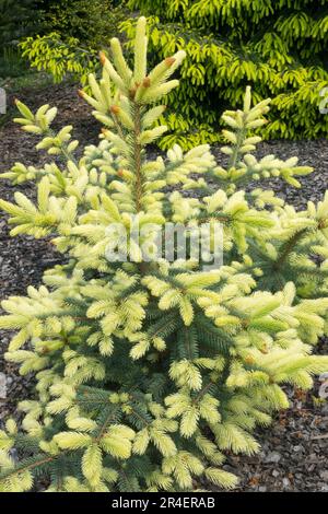 Bright, Picea pungens 'fantasma di primavera' Blue Spruce Tree, Conifer, germogli albero giovane Foto Stock