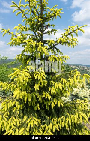 Abete rosso orientale, Picea orientalis "Aurea", abete rosso picea syn Picea orientalis "Aureospicata", Picea orientalis "Aurea Spicata" Foto Stock