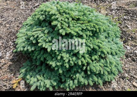 Colorado Blue Spruce, Picea pungens "Waldbrun", Garden, Dwarf, Silver Spruce Small conifer cultivar Foto Stock