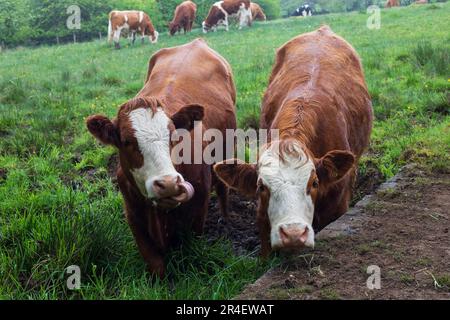 Mandria da latte scozzese in un giorno estivo piovoso Foto Stock