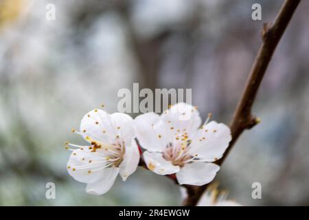 Bella rosa Sakura fiori, fiore di ciliegia in primavera contro il cielo blu, immagine tonata con fuga di sole . Foto di alta qualità Foto Stock