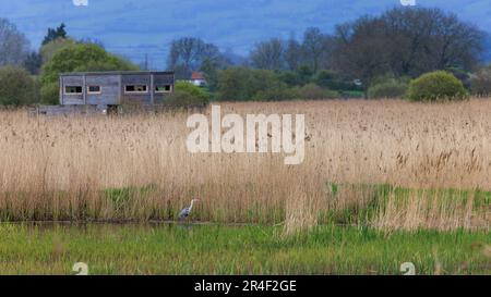 Heron grigio [ Ardea cinerea ] a distanza lungo il bordo di un letto di canna con RSPB in pelle sullo sfondo, Ham Wall, Somerset, UK Foto Stock