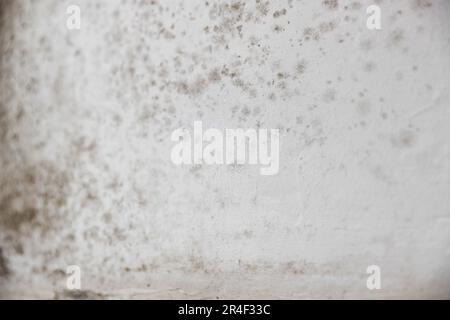 Parete danneggiata con muffa interna, primo piano. Ambiente non sanitario Foto Stock