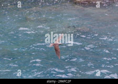 Una noddy terns nera, Anous minutus, scivola sopra l'oceano Pacifico al largo dell'isola di Maui, Hawaii. Chiamato Noio in hawaiano, questi sono un subspe endemico Foto Stock
