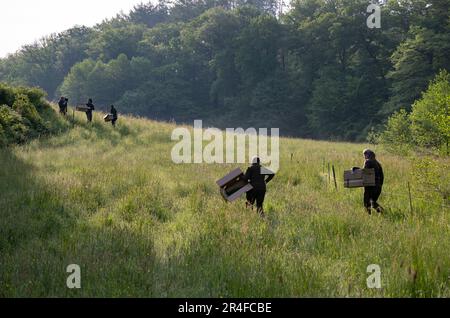 Wiesbaden, Germania. 22nd maggio, 2023. I volontari si fanno strada con cura attraverso l'erba alta della vita di un prato forestale. Nel caso in cui trovassero un cucciolo durante la ricerca, trasportano le scatole di movimento per potere trasportare delicatamente gli animali. (A dpa 'prima di falciare: Cacciatori e conservatori alla ricerca di fawns nei prati' di 28.05.2023) Credit: Boris Roessler/dpa/Alamy Live News Foto Stock