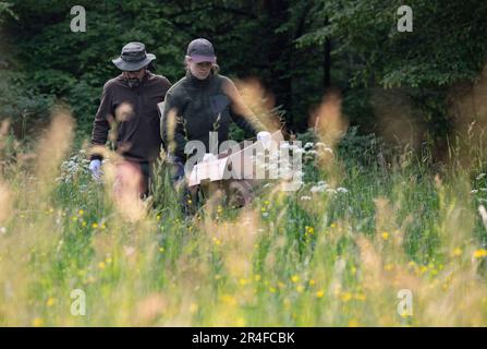 Wiesbaden, Germania. 22nd maggio, 2023. I volontari si fanno strada con cura attraverso l'erba alta della vita di un prato forestale. Nel caso in cui trovassero un cucciolo durante la ricerca, trasportano le scatole di movimento per potere trasportare delicatamente gli animali. (A dpa 'prima di falciare: Cacciatori e conservatori alla ricerca di fawns nei prati' di 28.05.2023) Credit: Boris Roessler/dpa/Alamy Live News Foto Stock