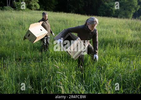 Wiesbaden, Germania. 22nd maggio, 2023. I volontari si fanno strada con cura attraverso l'erba alta della vita di un prato forestale. Nel caso in cui trovassero un cucciolo durante la ricerca, trasportano le scatole di movimento per potere trasportare delicatamente gli animali. (A dpa 'prima di falciare: Cacciatori e conservatori alla ricerca di fawns nei prati' di 28.05.2023) Credit: Boris Roessler/dpa/Alamy Live News Foto Stock