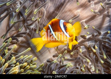 Un anemonefish biblico, Amphiphiprion bicinctus, e un magnifico anemone, Heteractis magnifica, Ras Mohammed, Sinai, Mar Rosso, Egitto. Noto anche come Re Foto Stock