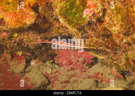 Questo pesce rosso maschio endemico, Dunckerocampus baldwini, sta trasportando le uova sul suo lato inferiore. Questa specie si trova sotto sporgenze o in grotte dove Foto Stock