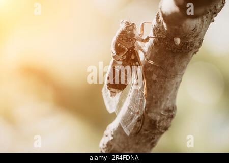 Una cicada siede su un fico in estate, primo piano. Cantando lou Foto Stock