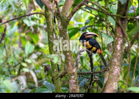 Aracari pallido mandibled o pale fatturate aracari (Pteroglossus eritrypygius), Mindo Cloud Forest, Ecuador. Foto Stock