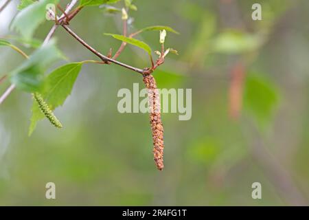 Betulla argentata, betulla piangente. Pendola Betula. Primo piano immagine macro di fiori maschi Foto Stock