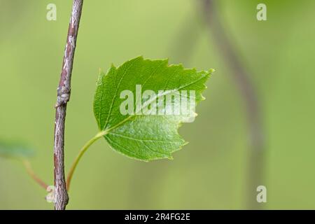 Betulla argentata, betulla piangente. Pendola Betula. Primo piano immagine macro delle lamelle Foto Stock