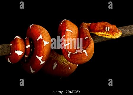 Bacino del Rio delle Amazzoni albero di smeraldo boa (Corallus batesii) Foto Stock