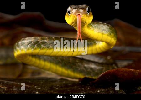 Serpente di anca amazzonica (Chironius exoletus) Foto Stock