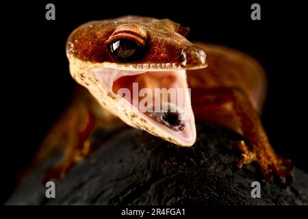 Gecko ad occhio di gatto (Aeluroscalabotes felinus) Foto Stock