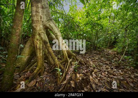 Foresta pluviale di savana, Suriname costiero Foto Stock