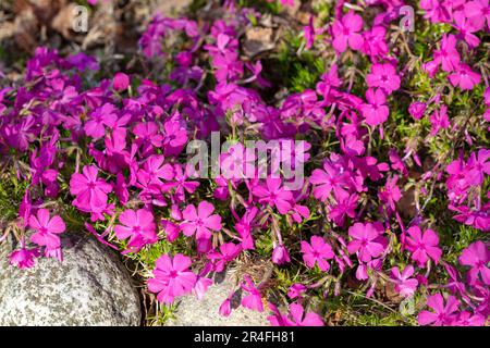 "Ronsdorfer Schöne" phlox strisciante, Mossflox (Phlox subulata) Foto Stock