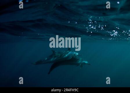 Delfini Panttropicale puntati, Stenella attenuata, Port St Johns, Wild Coast, Capo Orientale, Transkei, Sudafrica, Africa, Oceano Indiano Foto Stock