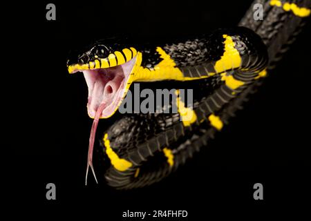 Serpente di Mangrove Occidentale (Boiga melanota) Foto Stock