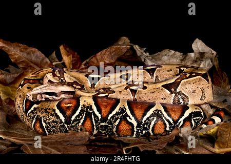 Suriname coda rossa Boa (costrittor costrictor Boa) Foto Stock