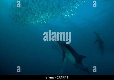 Delfini comuni a becco lungo, Delphinus capensis, nutrimento con pallamano, scuola di pilchards dell'Africa meridionale, sagace Sardinops, Port St Johns, Wild COA Foto Stock