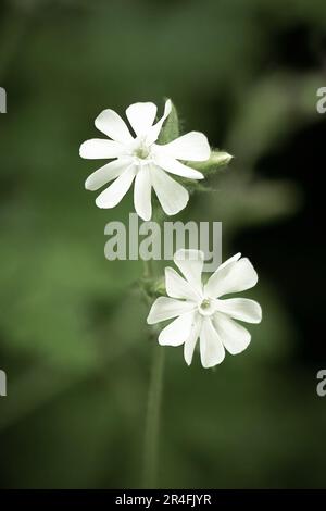 Una fotografia molto ravvicinata di un campione bianco con due teste di fiori in fiore. I fiori sono contro uno sfondo naturale sfocato con abbastanza spazio per t Foto Stock