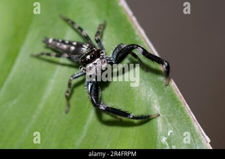 Jumping Spider, Famiglia Salticidae, sulla foglia, Klungkung, Bali, Indonesia Foto Stock