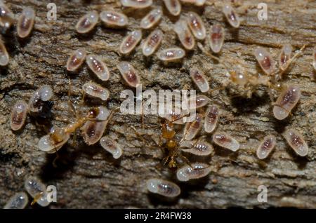 Asian Weaver ANT, Oecophylla sp, spostando la loro colonia che porta larve e pupa, Klungkung, Bali, Indonesia Foto Stock