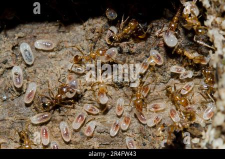 Asian Weaver ANT, Oecophylla sp, spostando la loro colonia che porta larve e pupa, Klungkung, Bali, Indonesia Foto Stock