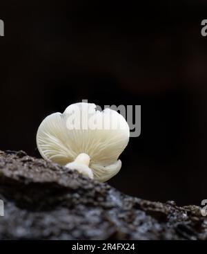 Gill di un piccolo fungo bianco che cresce su un tronco di albero caduto nella foresta. Formato verticale. Auckland. Foto Stock