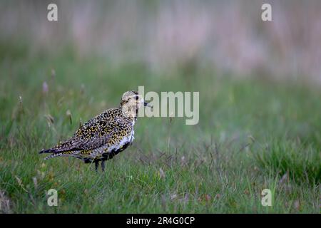 Europeo Golden Plover Pluvialis albicaria adulto visto qui sul North Yorkshire Moors, Regno Unito Foto Stock