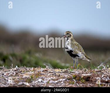 Europeo Golden Plover Pluvialis albicaria adulto visto qui sul North Yorkshire Moors, Regno Unito Foto Stock