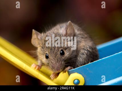 Face of House mouse, Mus musculus, che sniffing l'aria in giardino nel Queensland, Australia, essendo rilasciato da trappola di plastica umana giallo e blu. Foto Stock