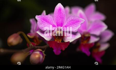 Orchidea viola-rosa con sfondo nero Foto Stock