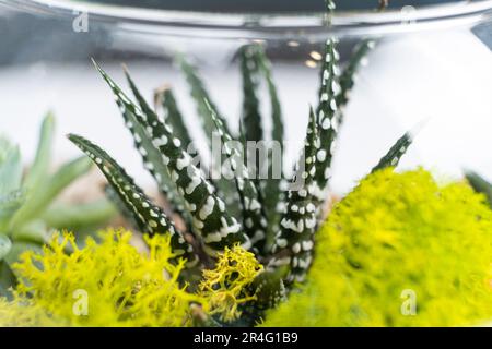 Haworthia e altri succulenti macro close-up in un florarium di vetro trasparente Foto Stock