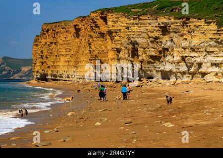 Gli escursionisti del cane esercitano i loro animali domestici sotto le scogliere di arenaria sbriciolanti a Burton Bradstock sulla Jurassic Heritage Coast, Dorset, Inghilterra, Regno Unito Foto Stock