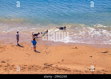 Gli escursionisti del cane esercitano i loro animali domestici sotto le scogliere di arenaria sbriciolanti a Burton Bradstock sulla Jurassic Heritage Coast, Dorset, Inghilterra, Regno Unito Foto Stock