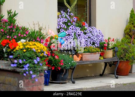 Baden-Wuerttemberg, Foresta Nera vari fiori estivi presso la casa, petunie alla finestra all'esterno Foto Stock