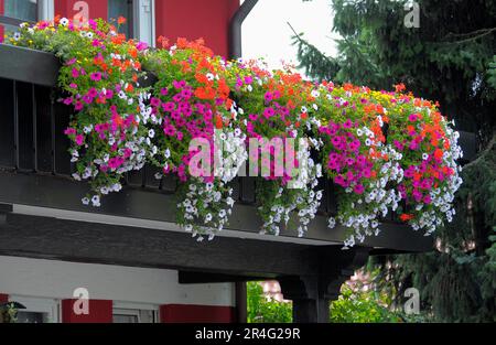 Baden-Wuerttemberg, Foresta Nera balcone con Petunias e gerani Foto Stock