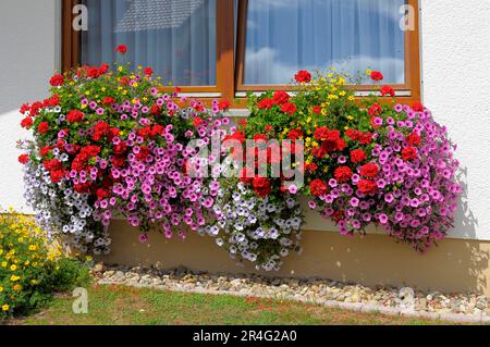 Baden-Wuerttemberg, casa nella Foresta Nera con giardino fiorito in estate, diversi fiori estivi in giardino, petunie e gerani alla finestra Foto Stock