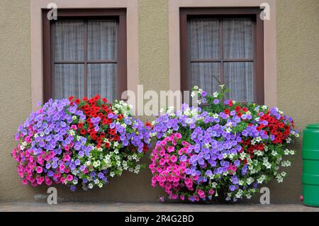 Baden-Wuerttemberg, Foresta Nera Petunias alla finestra esterna Foto Stock