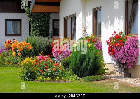 Baden-Wuerttemberg, casa nella Foresta Nera con giardino fiorito in estate, diversi fiori estivi in giardino, petunie e gerani alla finestra Foto Stock