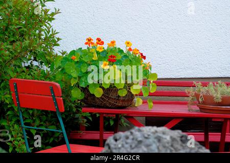 Baden-Wuerttemberg, Foresta Nera Cottage Garden, posto a sedere in giardino Foto Stock