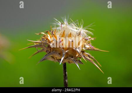 Thistle comune del latte, Silybum marianum Foto Stock